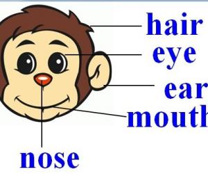 新概念英語詞匯