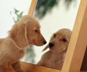 新概念英語詞匯